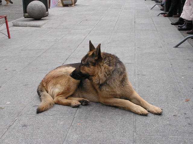 Mercatino di Beneficenza e Dimostrazione Cani da ricerca a Como 2011